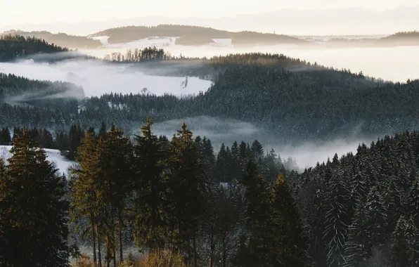 Picture winter, forest, nature, fog