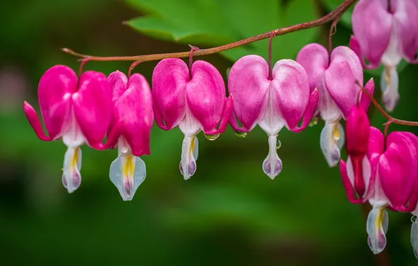 Leaves, drops, macro, flowers, branch, pink, green background, broken heart