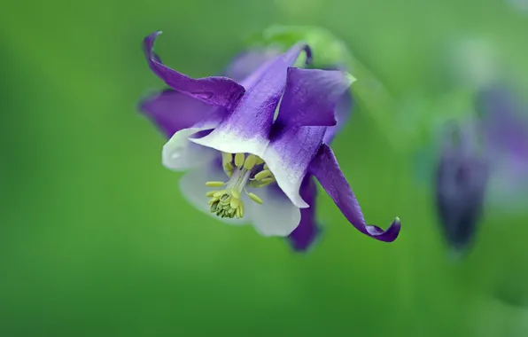 Picture macro, petals, nature
