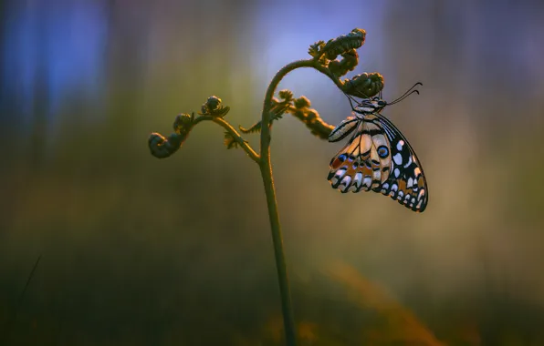 Picture macro, butterfly, plant, Wallpaper from lolita777