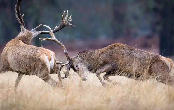 Nature, fight, deer