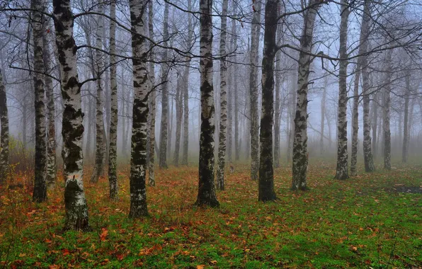 Picture autumn, leaves, fog, birch, grove