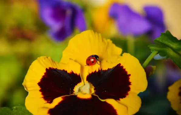 Macro, Pansy, Insect, Macro, Pansies