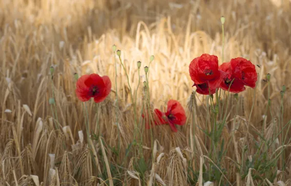 Wheat, field, flowers, Maki, flowering