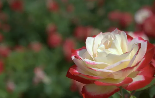 Picture field, nature, Wallpaper, roses, petals, meadow