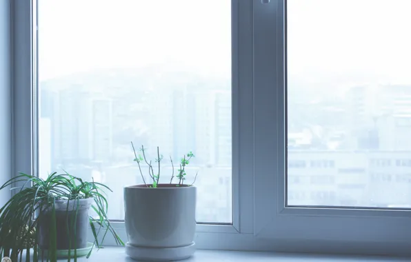 Flower, interior, window, sill, mint, window, home, flovers