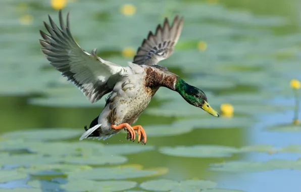 Picture water, flight, pose, lake, pond, duck, wings, pond