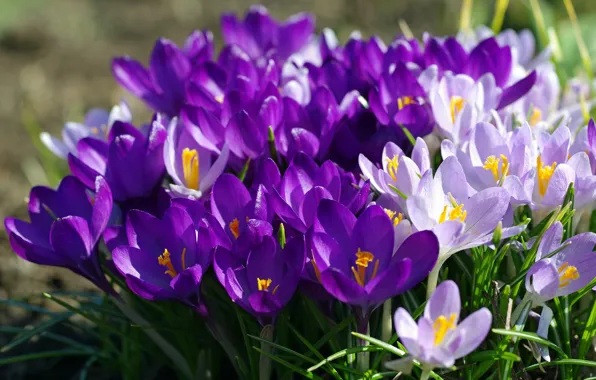 Picture purple, spring, crocuses