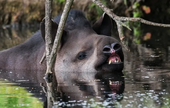 Look, face, branches, reflection, bathing, fangs, pond, Piglet