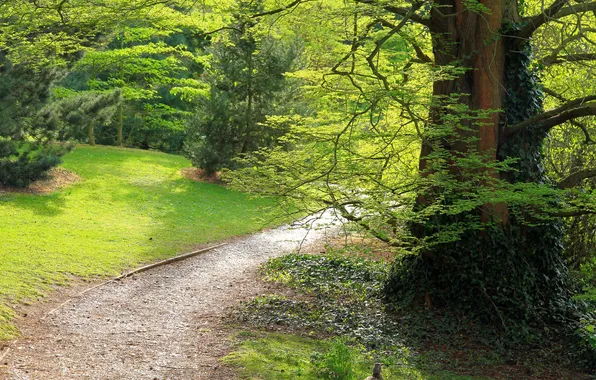 Picture forest, trees, branches, trunk, path, ivy