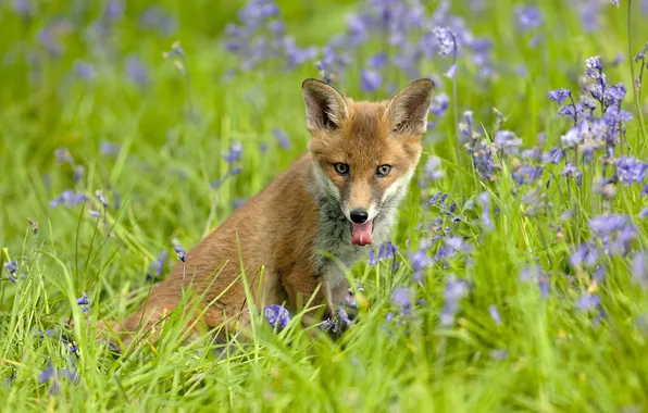 Picture greens, grass, flowers, Fox