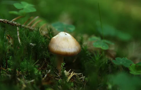 Forest, moss, clover, mushroom, MagicMushroom, gebusi