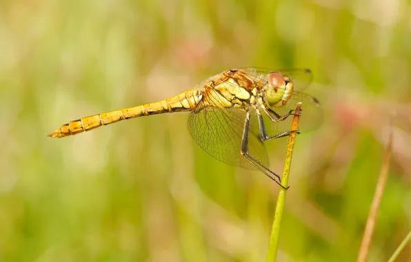 Wings, dragonfly, insect