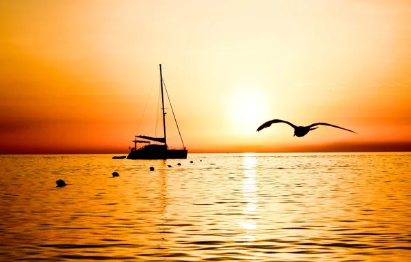 Sea, sunset, Seagull, yacht