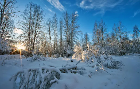 Winter, the sky, snow, trees, nature, photo, rays of light