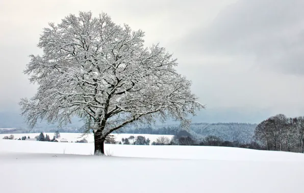 Winter, field, forest, snow, Park, tree, Germany, Saxon Switzerland