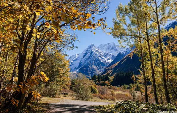 Nature, Autumn, Leaves, Nature, Autumn, Sochi, Leaves, Sochi