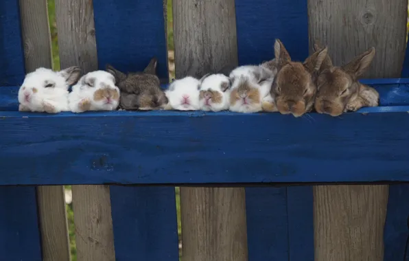 The fence, rabbits, kids, rabbits