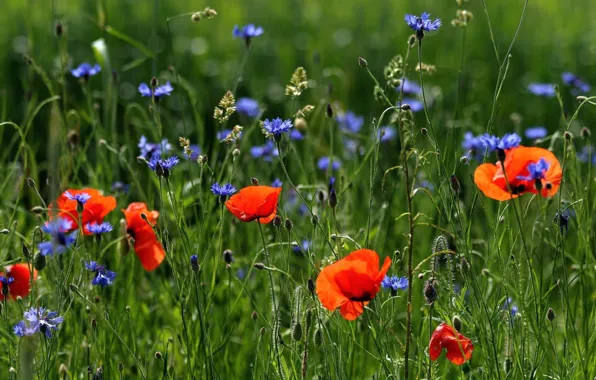 Picture field, summer, flowers, nature