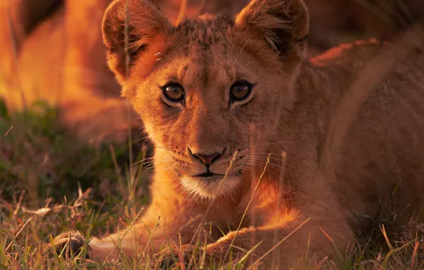 Look, Leo, cub, face, wild cat, lion