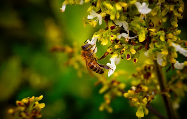 Flower, macro, nectar, bee, bee, collects