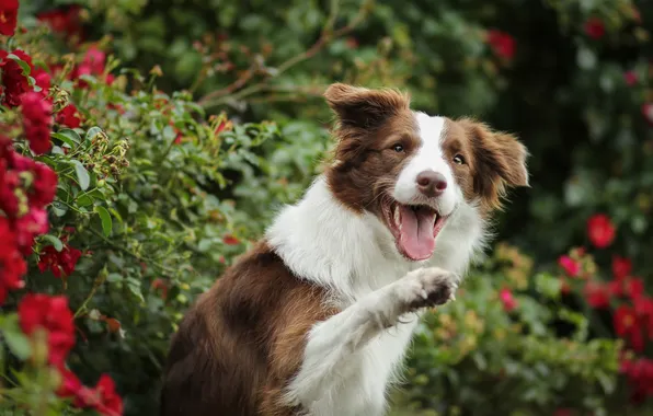 Language, look, flowers, pose, dog, garden, face, foot