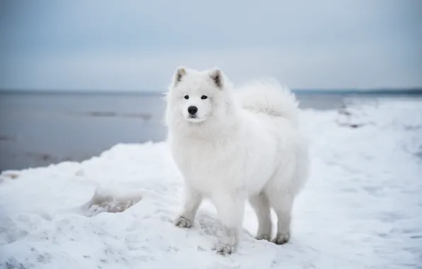 Winter, snow, nature, pose, shore, dog, the snow, white
