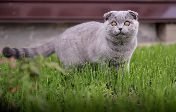 Picture cat, summer, grass, fold, kitty, the Scots