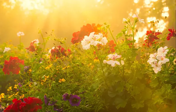 Greens, summer, light, flowers, mood, garden, red, white