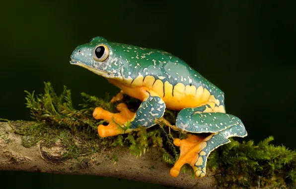 Frog, branch, whimsical tree frog, fringed leaf frog