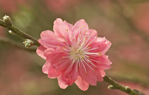 Flower, pink, branch, Sakura, kidney