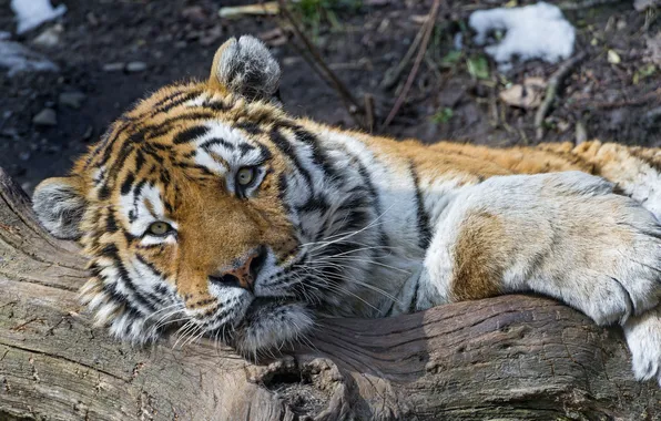 Picture cat, look, tiger, stay, log, the Amur tiger, ©Tambako The Jaguar