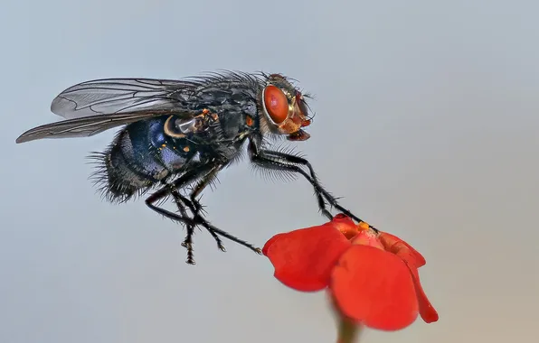 Flower, fly, plant, petals, insect