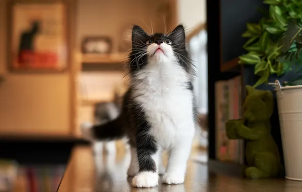 Cat, look, background