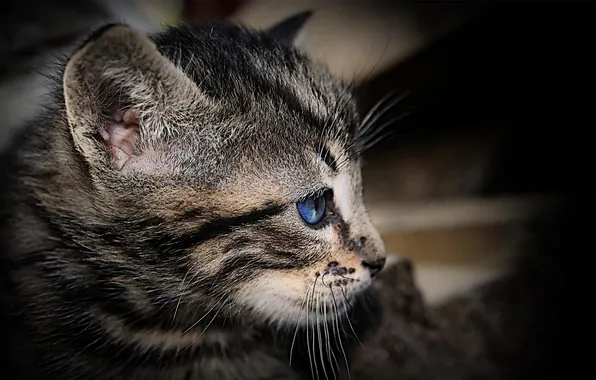 Cat, eyes, look, Cat