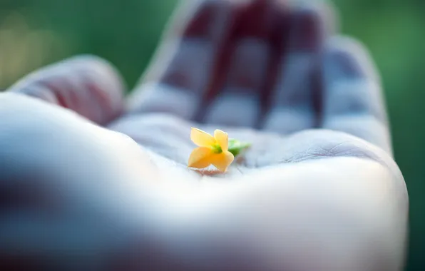 Flower, macro, palm