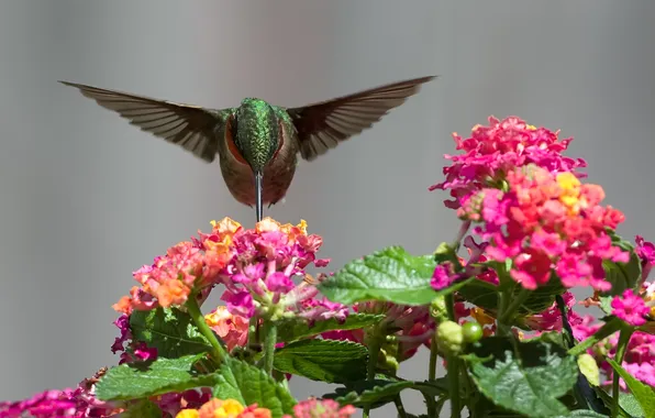 Flowers, nectar, bird, Hummingbird