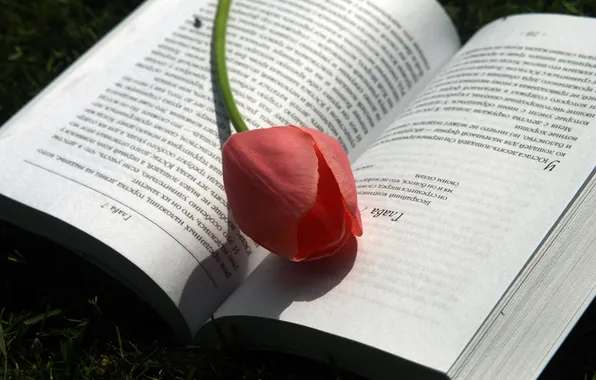 Picture Tulip, spring, book