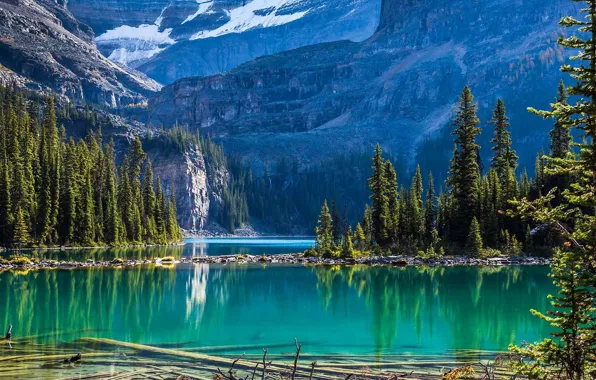 Trees, mountains, Canada, lake O'hara, Yoho national Park
