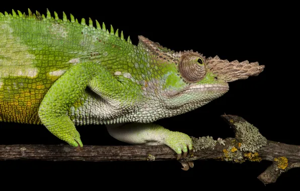 Wallpaper branches, chameleon, green