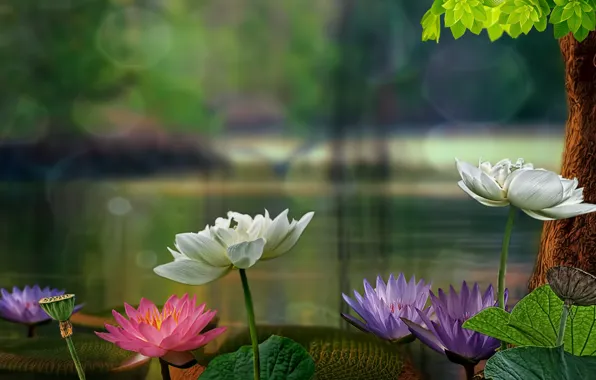 Leaves, tree, Lotus, water lilies