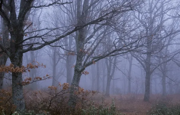 Forest, trees, nature, fog