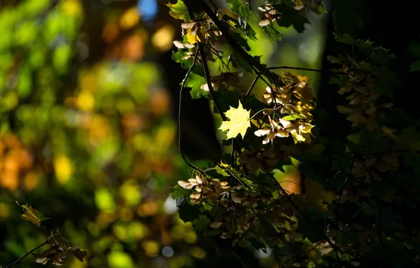 Picture maple, light, nature, leaves, branches, autumn
