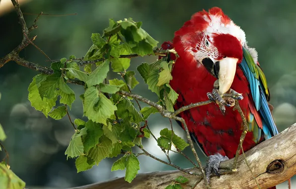 Greens, leaves, branches, bird, feathers, beak, parrot, colorful