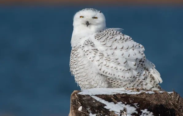 Picture winter, white, blue, nature, background, owl, bird, stump