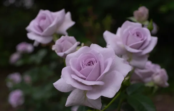 Macro, roses, petals, buds, lilac