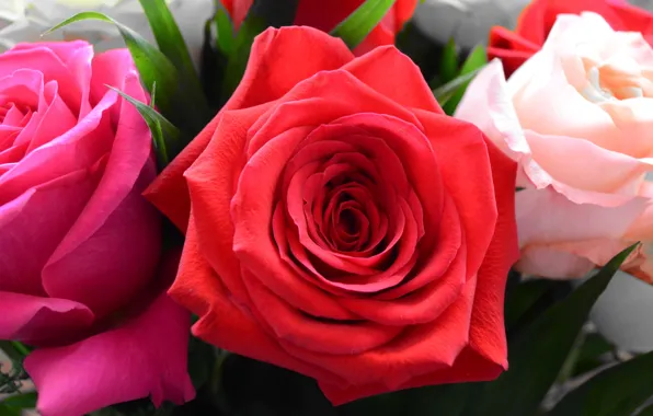 Picture white, red, roses, bouquet, pink, trio