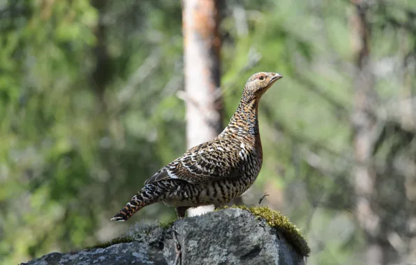 Picture look, stones, alertness, care, sensitivity, The female common capercaillie (Tetrao urogallus)