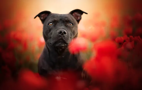 Nature, each, dog
