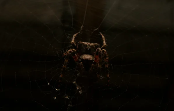 Spider, dark, macro, spider web